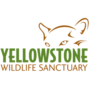 Bear Awareness Day - Yellowstone Wildlife Sanctuary